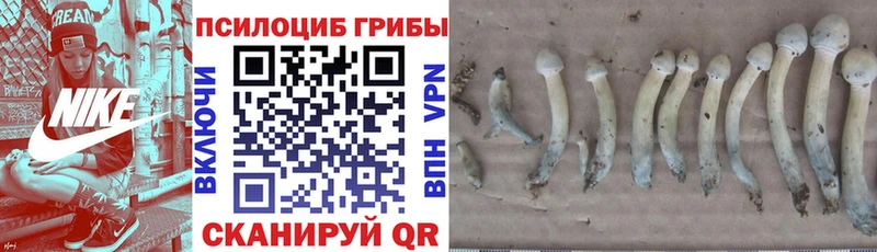 что такое Кунгур площадка Telegram Галлюциногенные грибы прущие грибы OMG